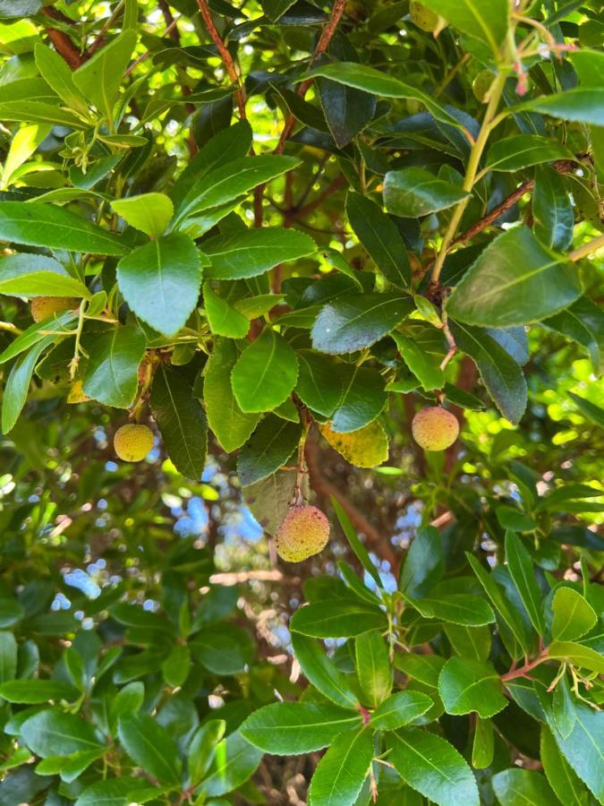 Rosa Do Canto Monte  Ngoại thất bức ảnh