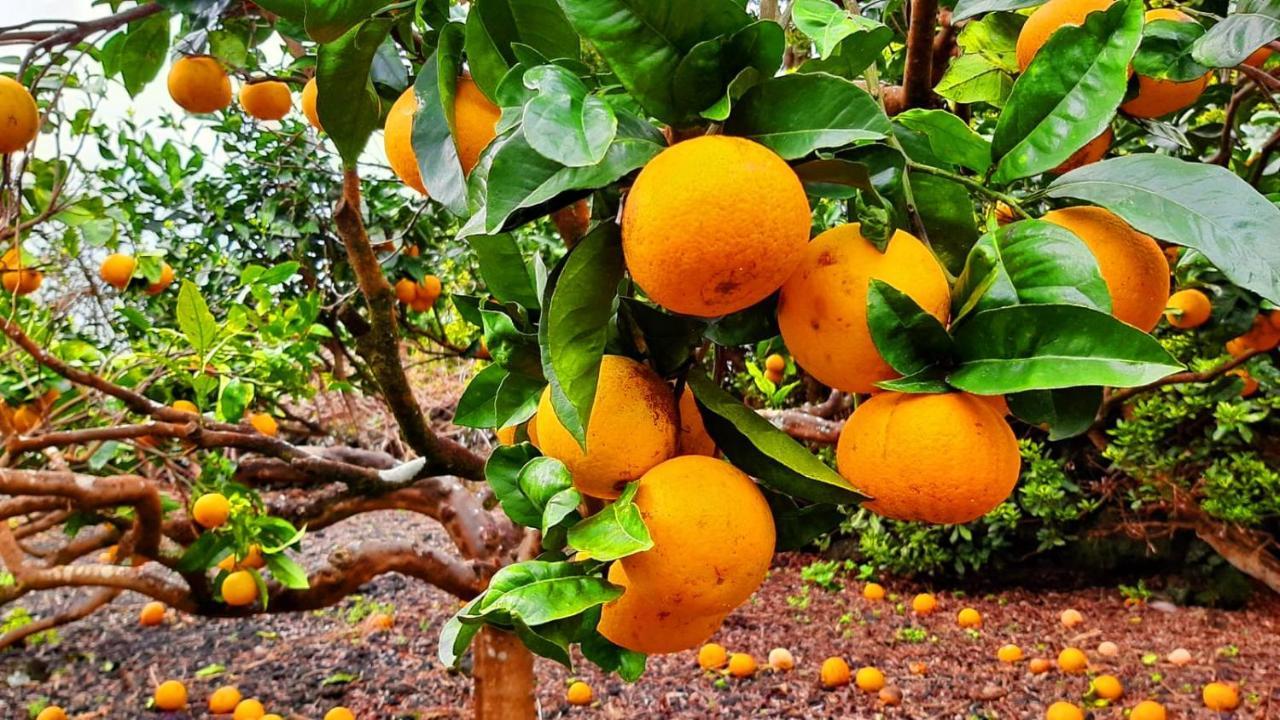 Rosa Do Canto Monte  Ngoại thất bức ảnh